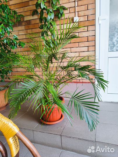 Комнатные растения цветы большие