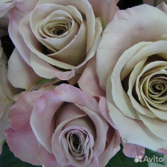 Букет из роз Menta Премиум 50 см