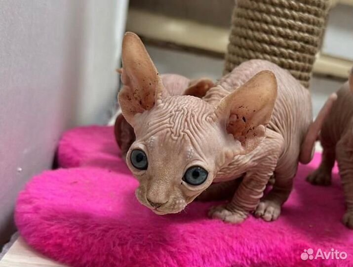 Канадский сфинкс котенок мальчик