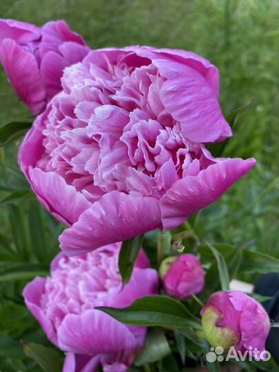 Пионы. Рекомендации по уходу и посадке