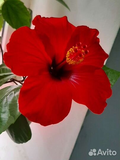 Гибискус китайская роза, фикус бенджамина
