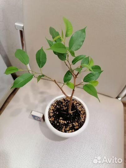 Фикусы разные(2 вида)