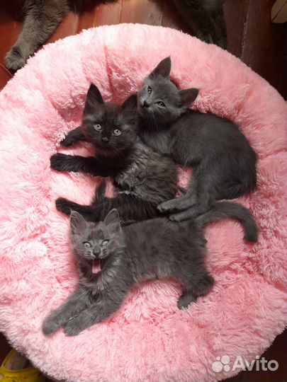 Отдам котят в добрые отвественные руки