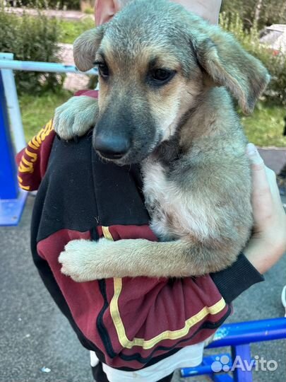 Щенки в добрые руки