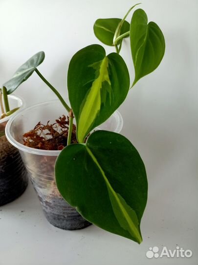 Комнатные растения