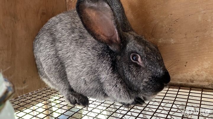 Кролики полтавское серебро