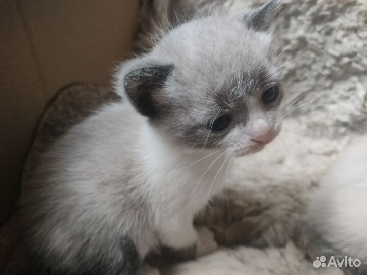 Котята