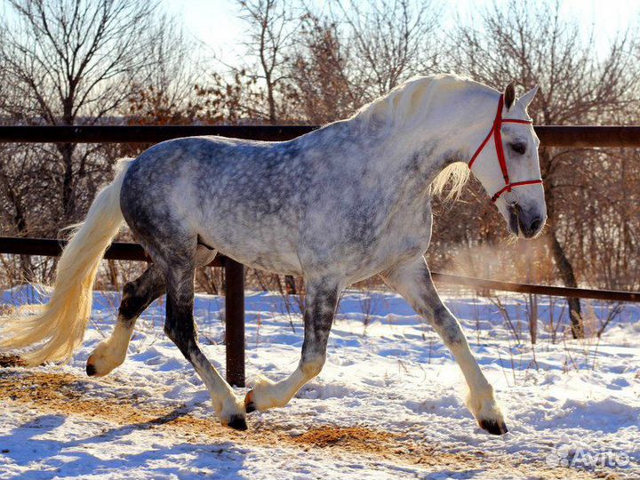 Конные прогулки