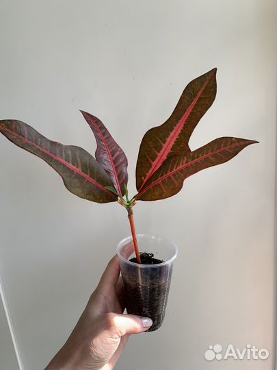 Кодиеум кротон