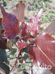 Тополь краснолистный саженцы