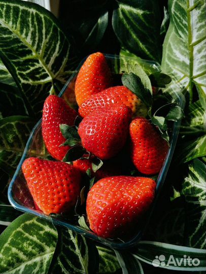 Свежая клубника Турция