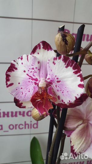 Орхидея фаленопсис цветущая в ассортименте