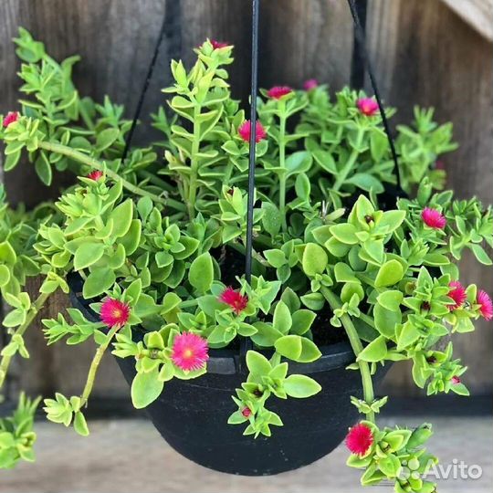 Аптения вариегатная