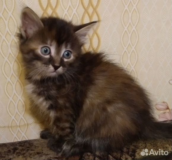 Котятки в добрые руки