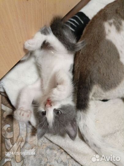 Котик маленький