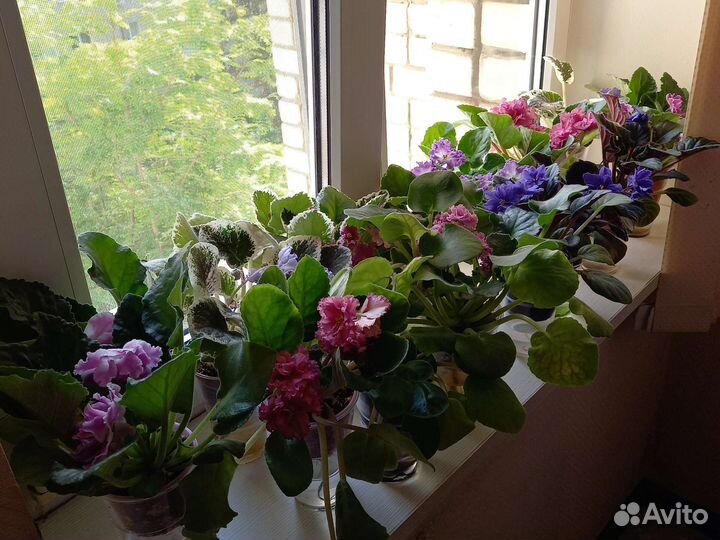 Сортовые фиалки