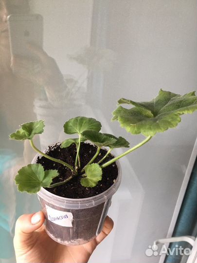 Пеларгония/герань сорта Dynasty Daji