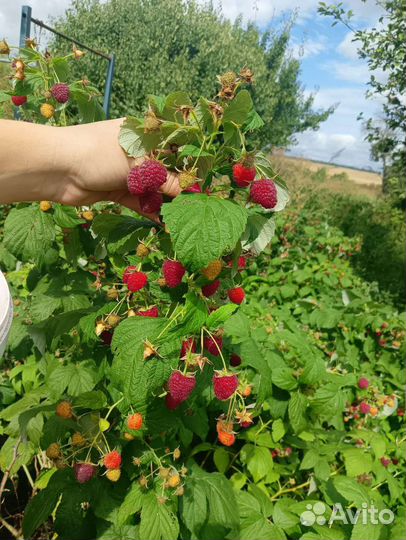 Ремонтантная малина Полана саженцы