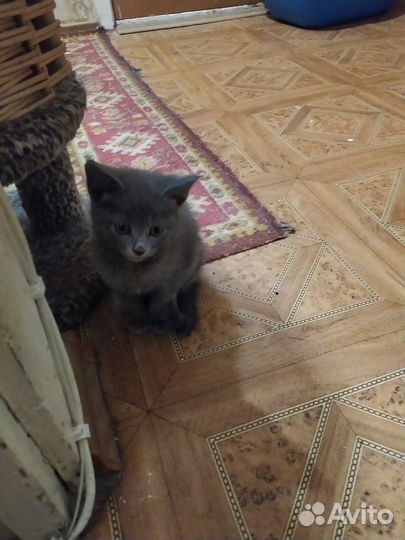 Серая девочка