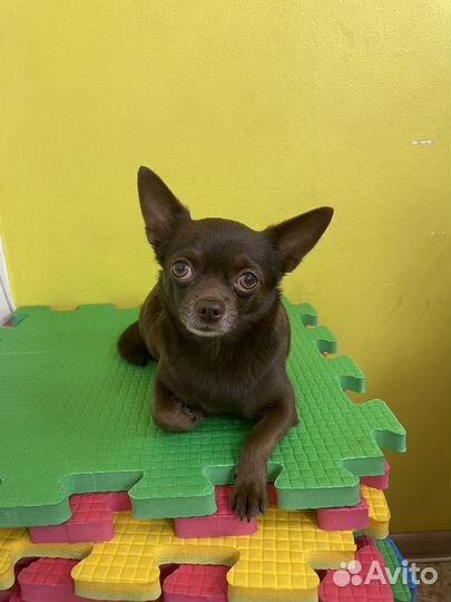 Вязка кобель чихуахуа стандарт