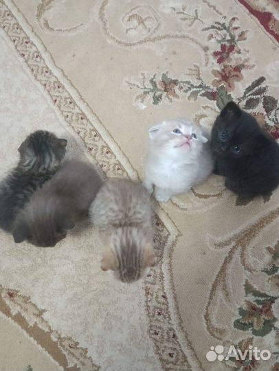 Отдам в добрые руки котят