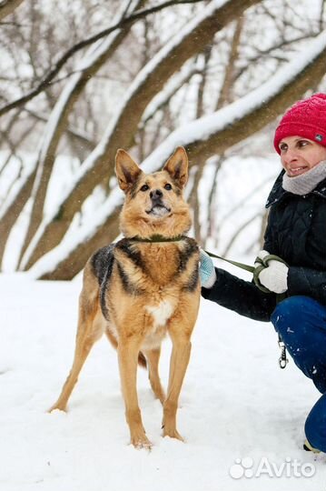 Рыжая красавца-собака Айка ищет семью