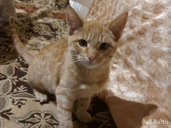 Котенок