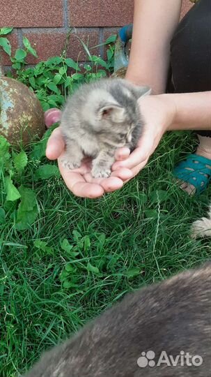 Отдам котят в добрые руки