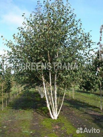 Саженцы Береза кустовая