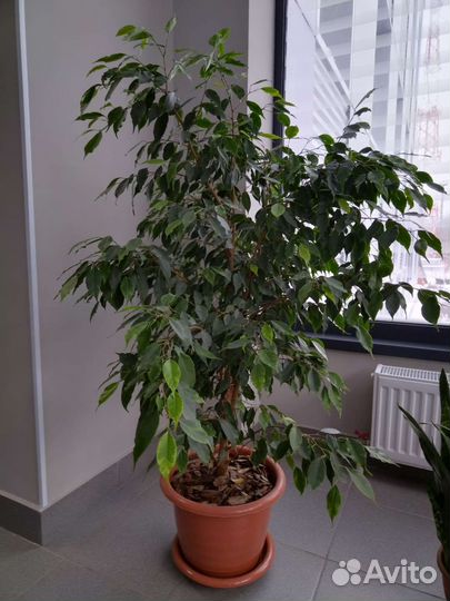 Взрослые растения