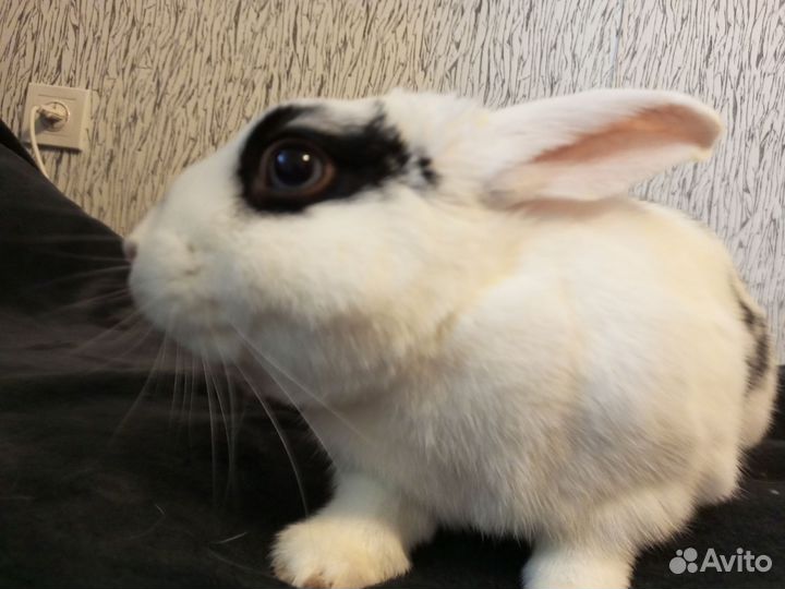 Декоративный кролик