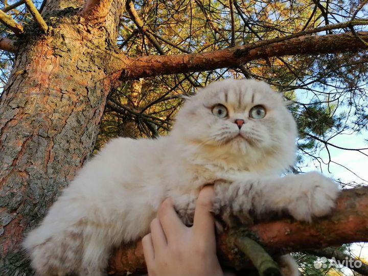 Шотландские котята с родословной