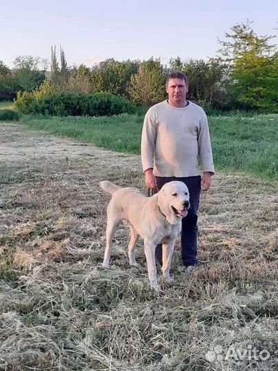 Среднеазиатская овчарка алабай вязка