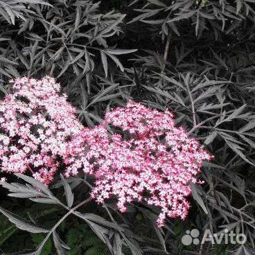Саженцы бузины черной Лэйс Ап