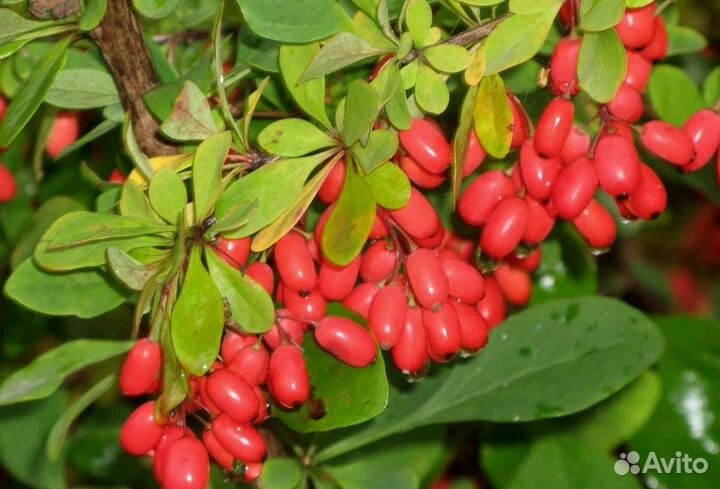 Саженцы плодовых культур