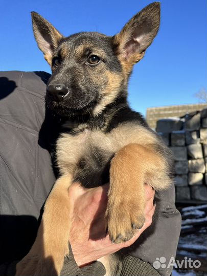 Щенки немецкой овчарки