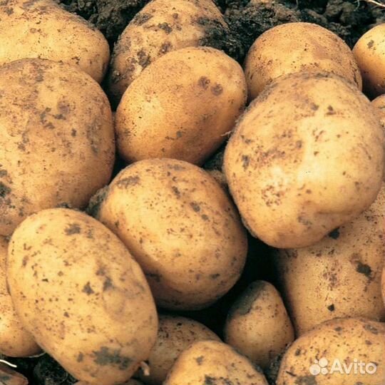 Продам картофель с доставкой