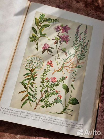 Хромолитографии Монтеверде Атлас Ботанический