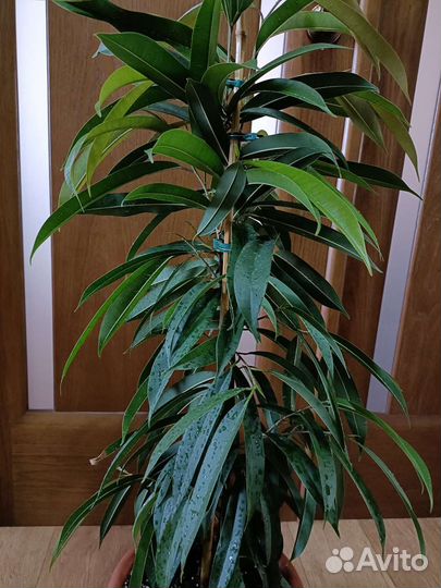 Фикус Амстел Кинг