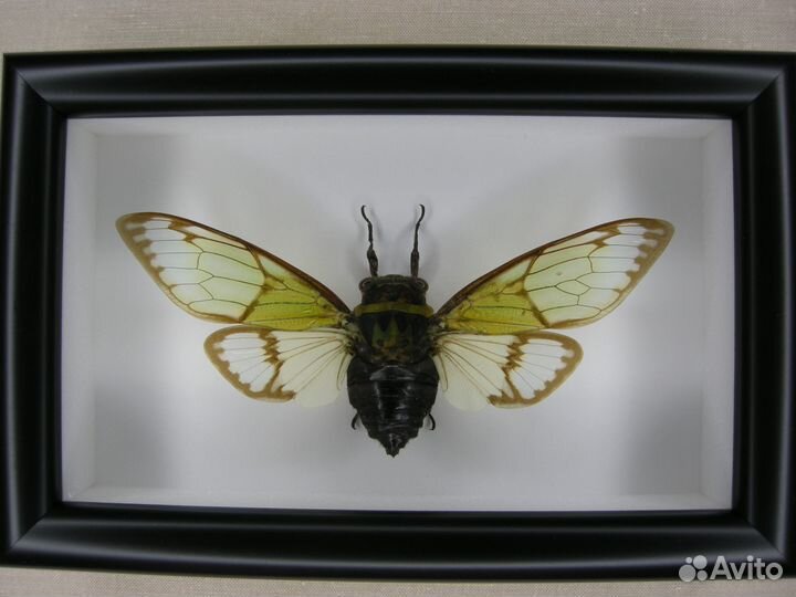 Цикада в рамке - Cryptolympana aquila