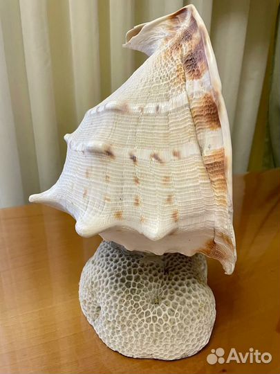 Большая океаническая ракушка