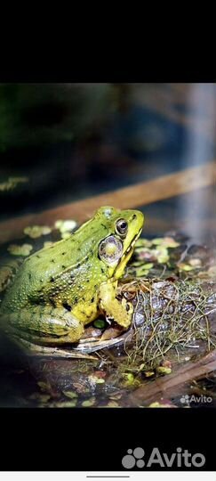 Лягушки