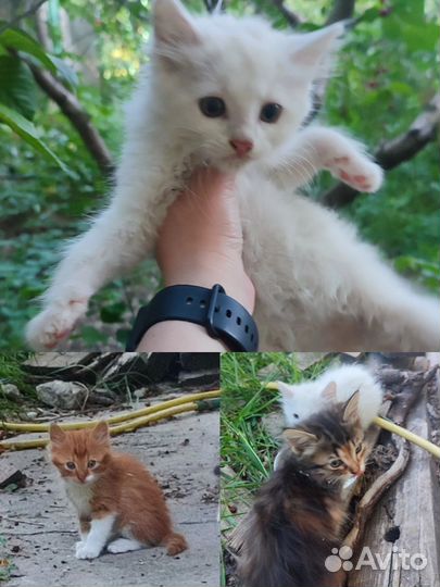Котята в хорошие руки