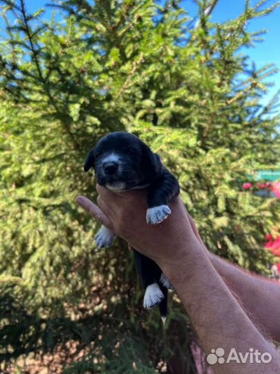 Щенки в добрые руки