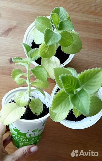 Плектрантус шпороцветник мята