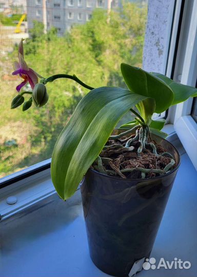 Орхидея лиодоро