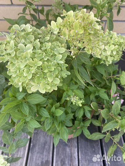 Гортензия Little Passion Литл Пэшн