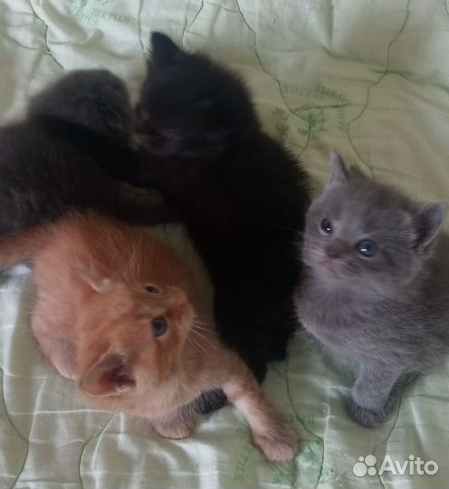 Котята от шотландской кошки