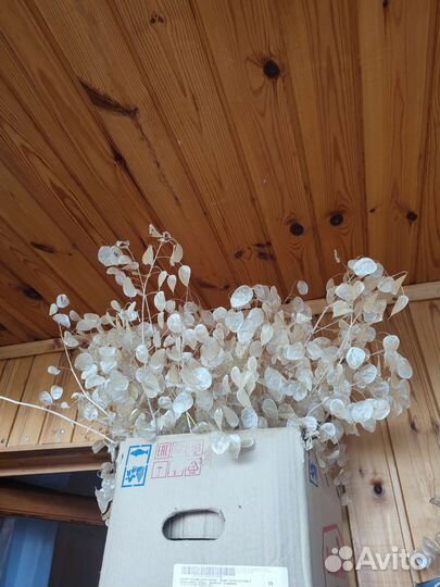 Лунария сухоцвет