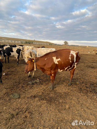 Корова дойная